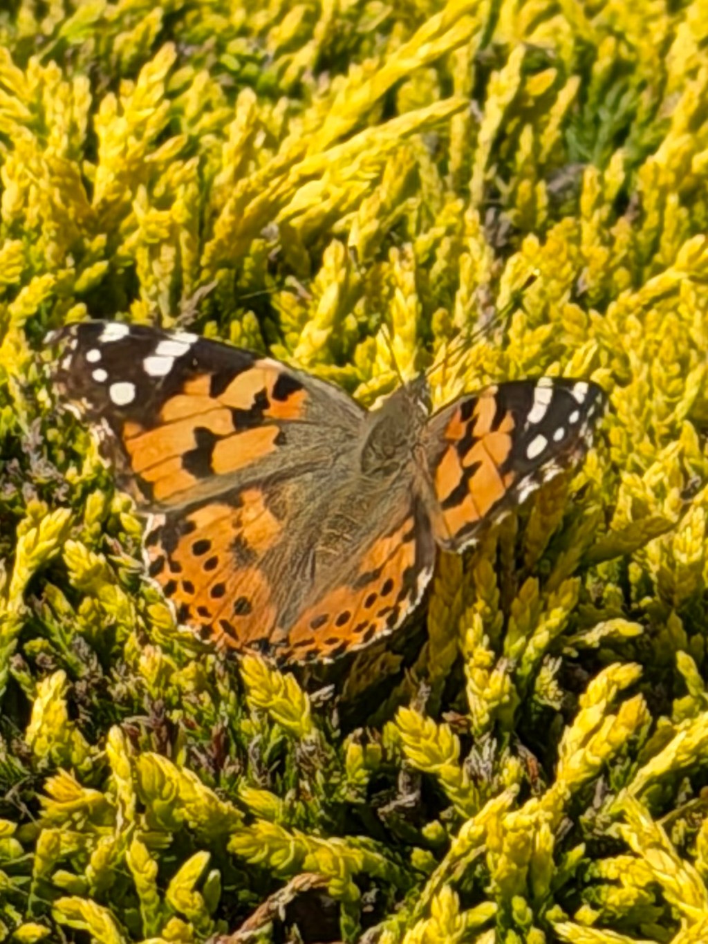 #027 – 23rd June – Sun Canopies and Painted&nbsp;Ladies